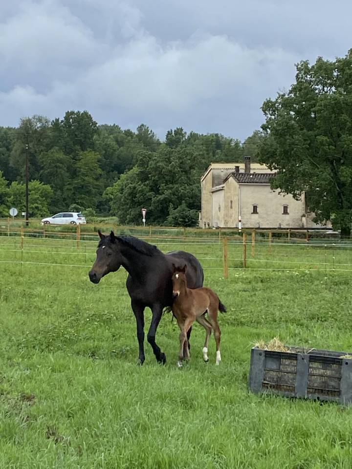 Ecurie de propri&eacute;taires