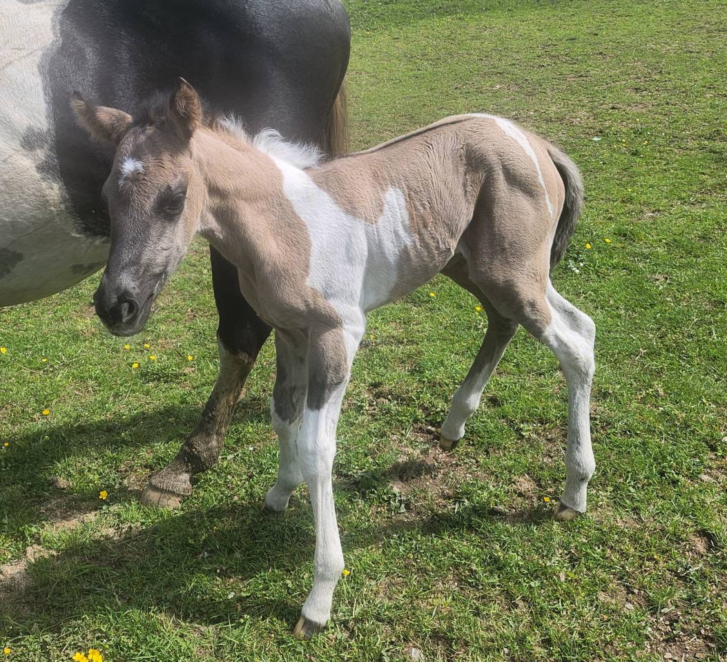 Pouliche paint horse 