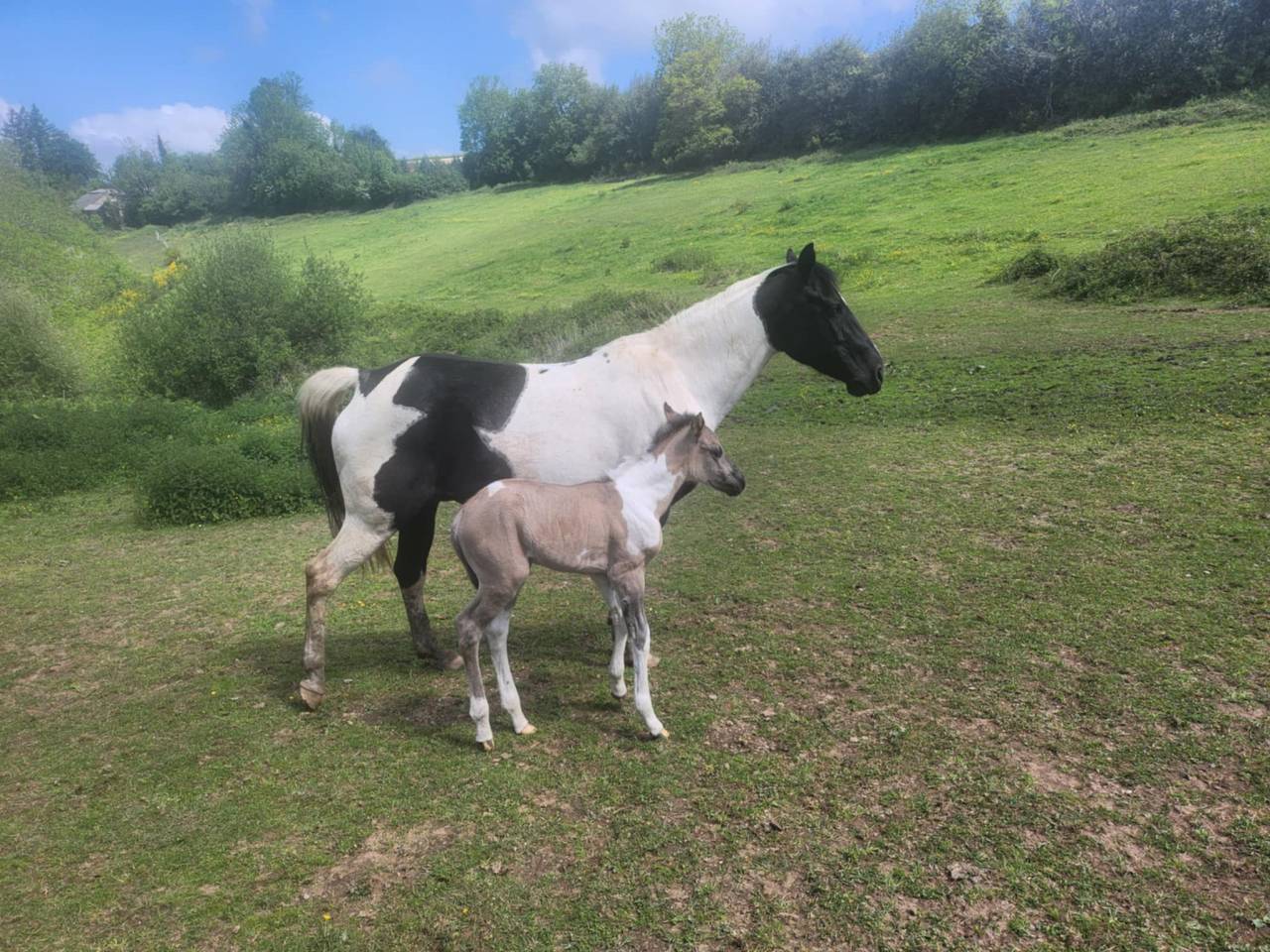 Pouliche paint horse 