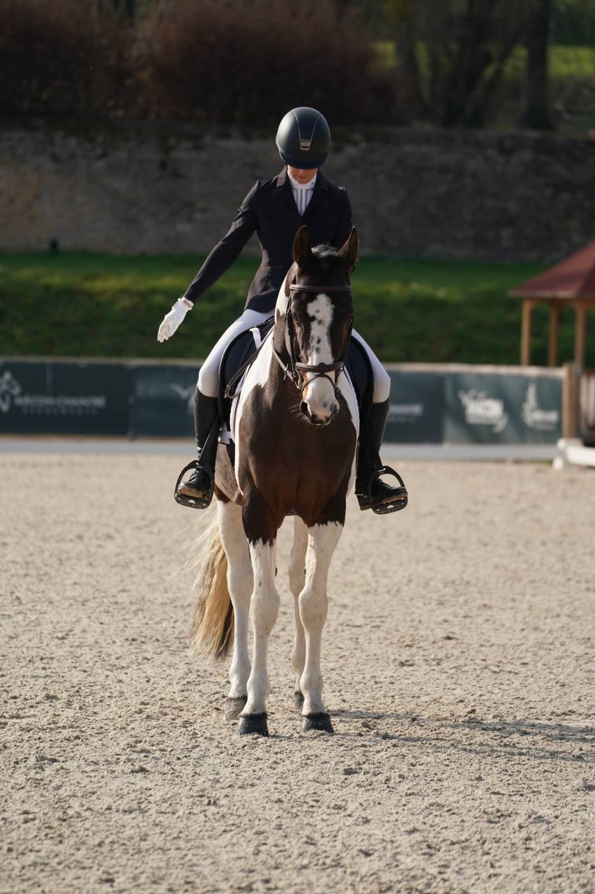 Etalon Selle Francais Sport