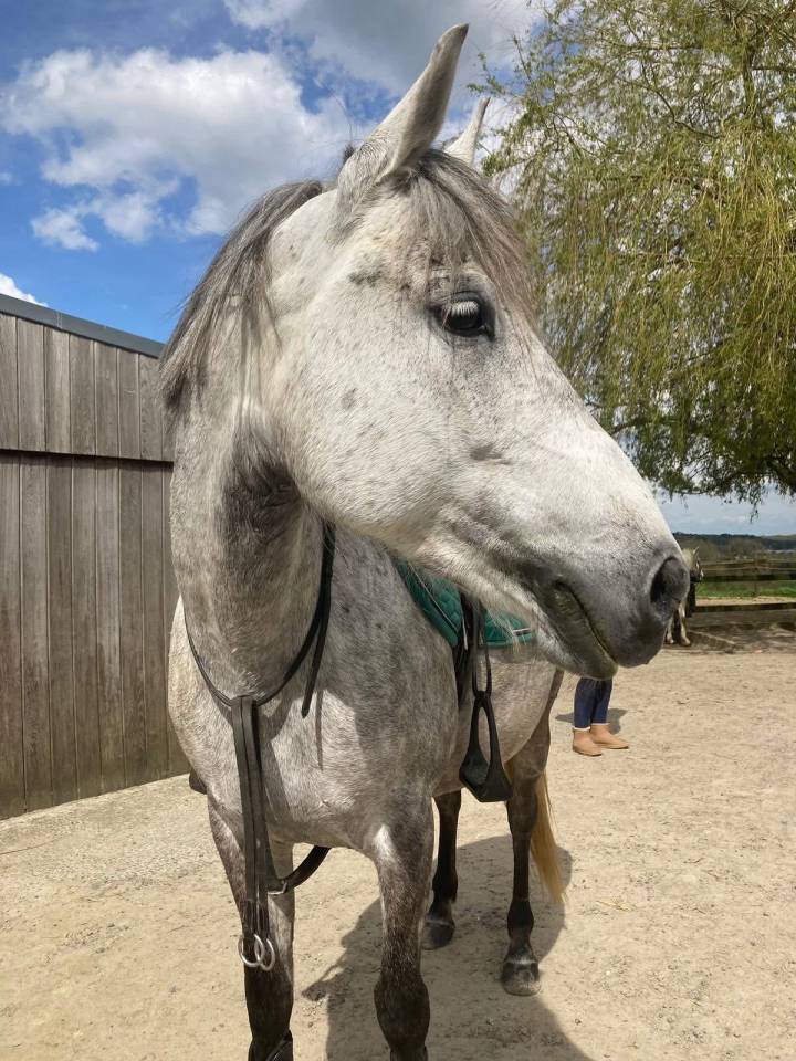 Chouette ponette☘️