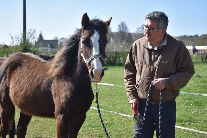 Poulain Cheval paint horse