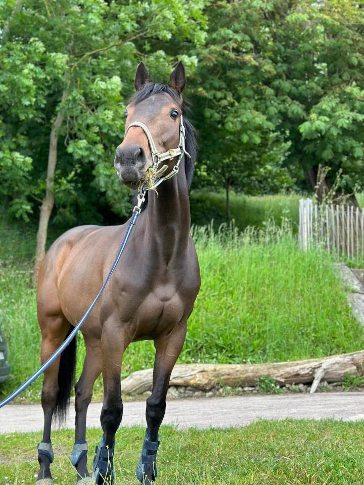 Jument | PS de 6 ans à vendre
