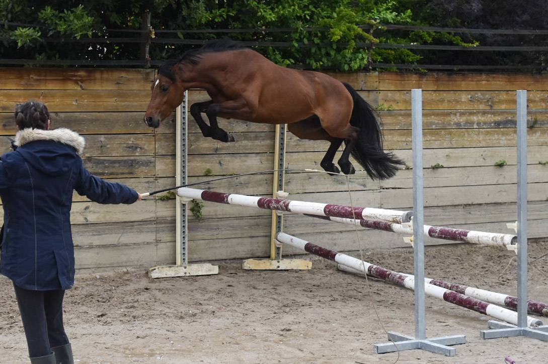 Top mâle de 3 ans C sport et élevage 