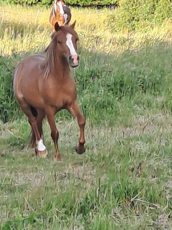 Ponette futur B 2 ans 