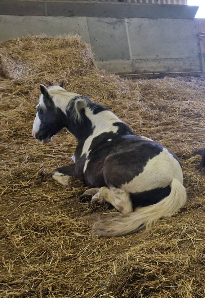 Top Poney de club