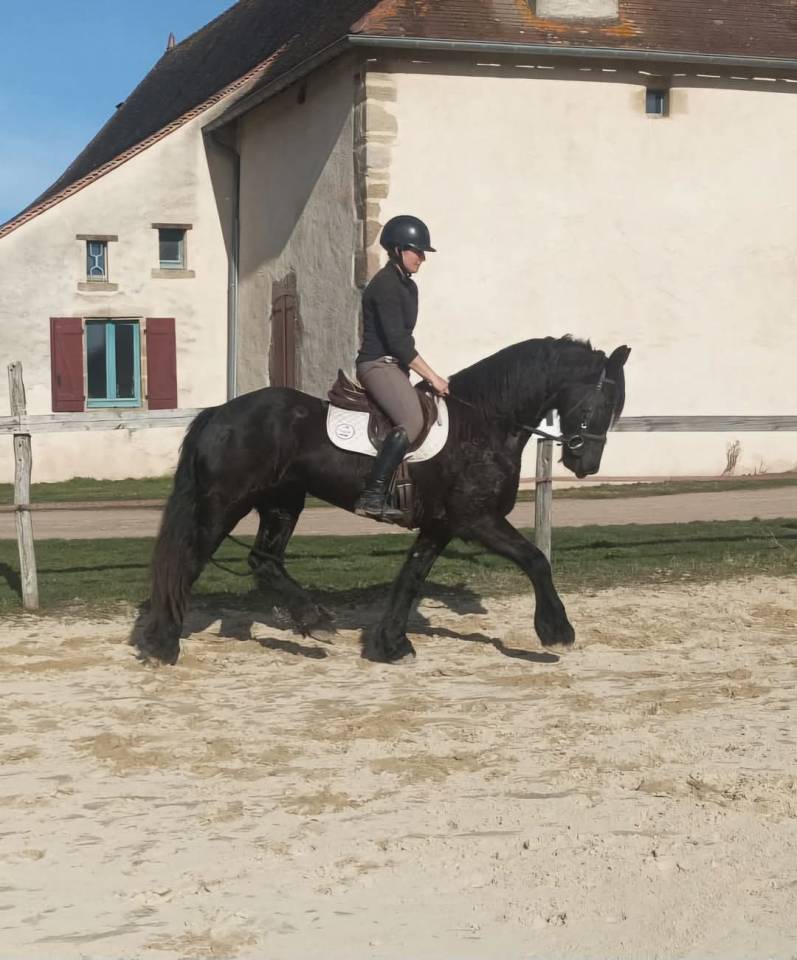 Jument frison - Nieke van de lokven hoeve