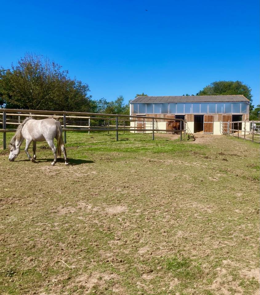 Pension chevaux en bord de mer