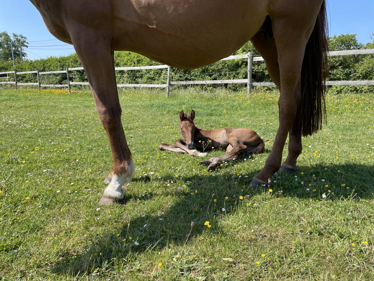 Pension chevaux en bord de mer