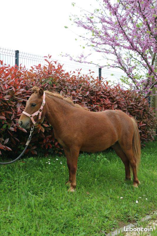 Ponette type Shetland 