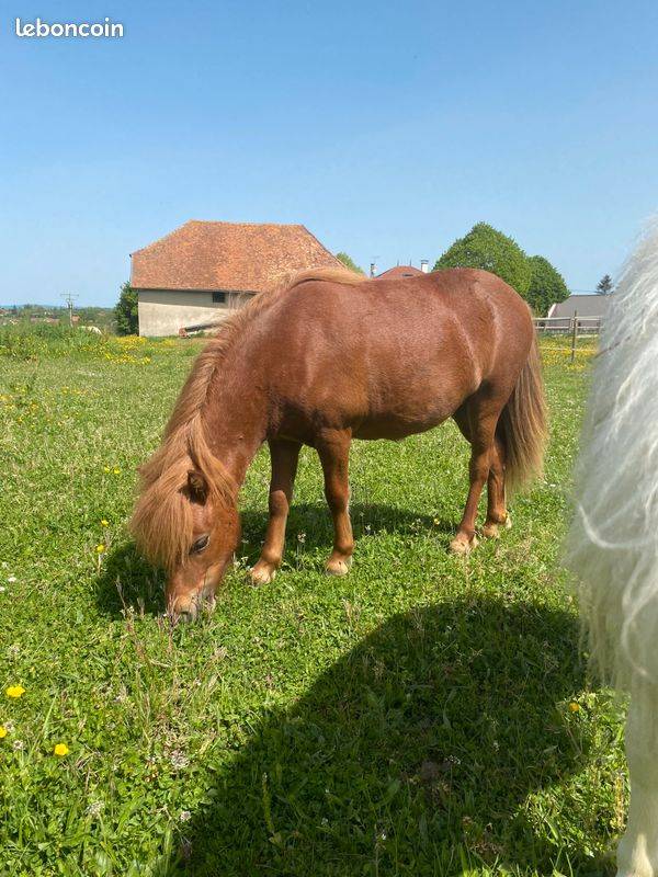 Ponette type Shetland 