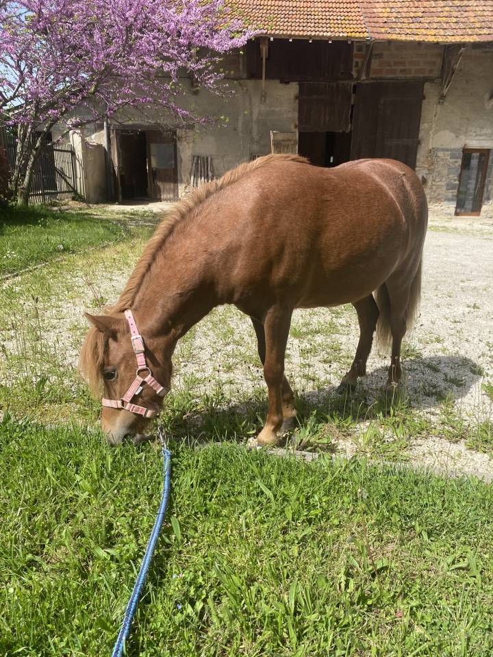 Ponette type Shetland 