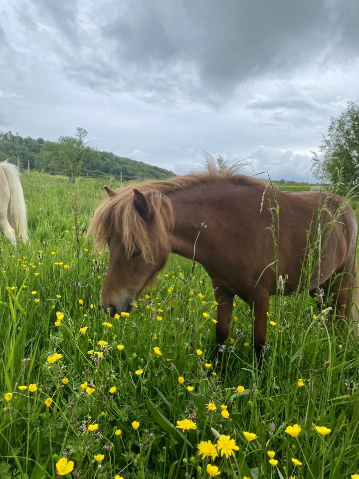 Ponette type Shetland 