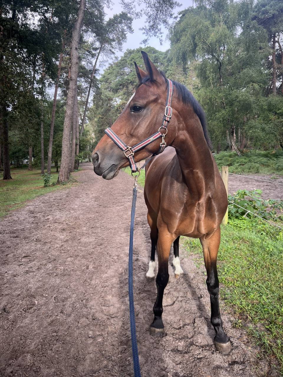 Jument de 6 ans par Cornet Obolensky