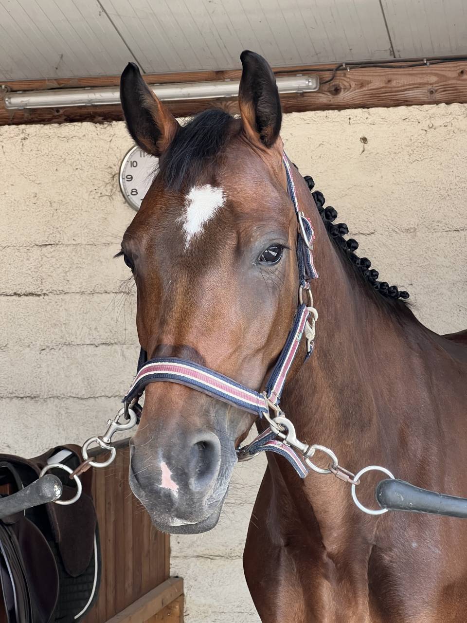 Jument de 6 ans par Cornet Obolensky