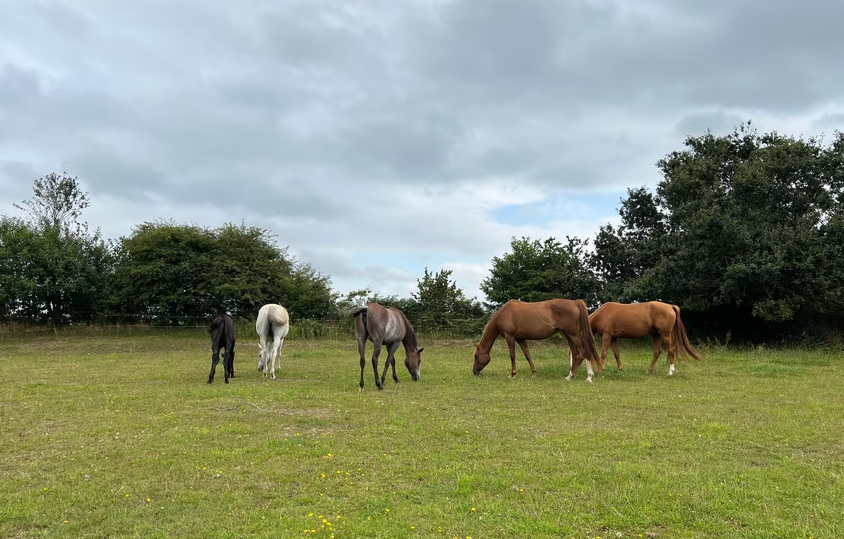 Pension pr&eacute; / travail - entra&icirc;nement d'endurance 29440 Plougar