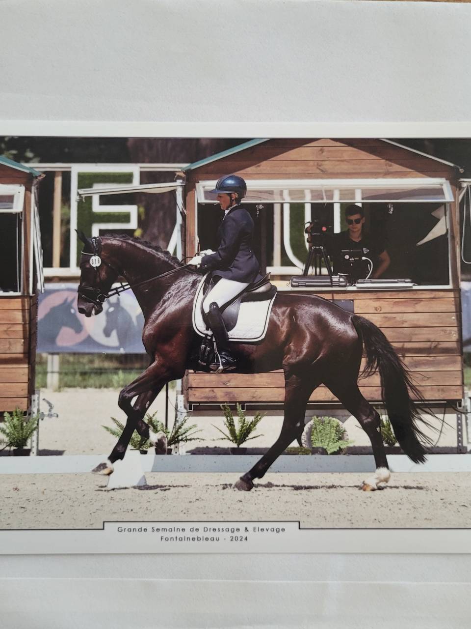 Cheval de dressage  7ans, à vendre 