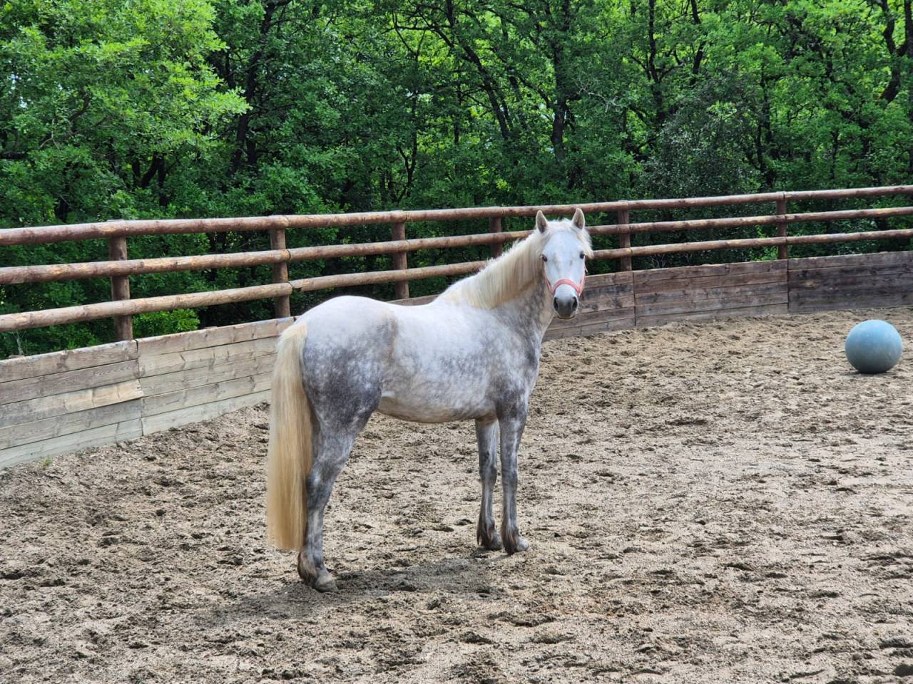 Ponette Connemara 3 ans Gros potentiel