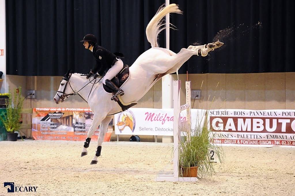 Étalon poney/cheval 