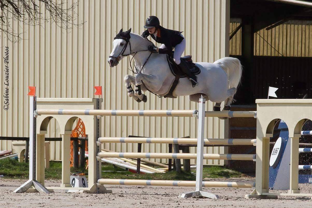 Étalon poney/cheval 