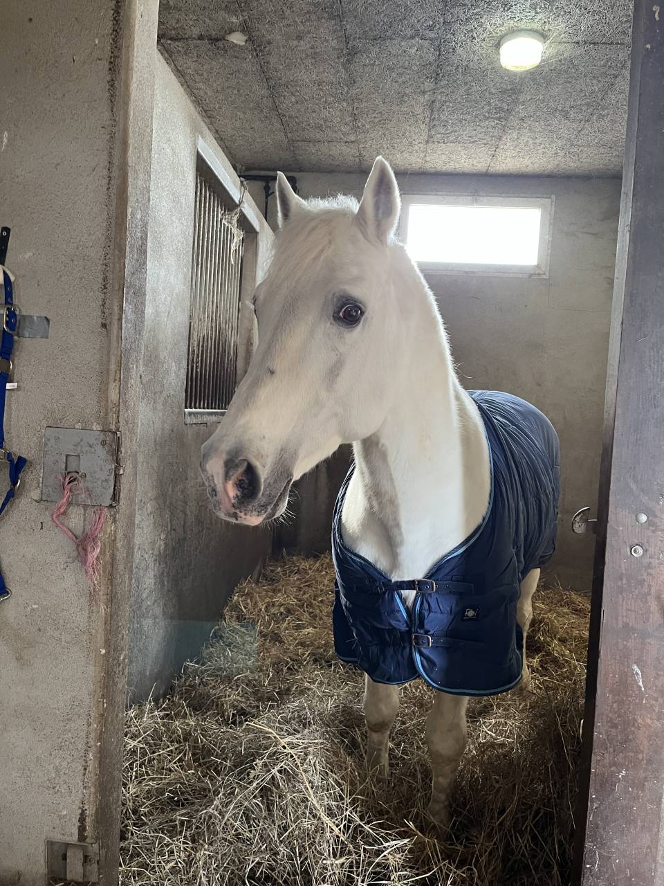 Étalon poney/cheval 