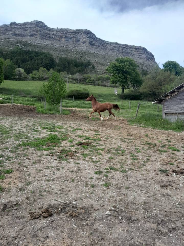 Elégant hongre de 3 ans