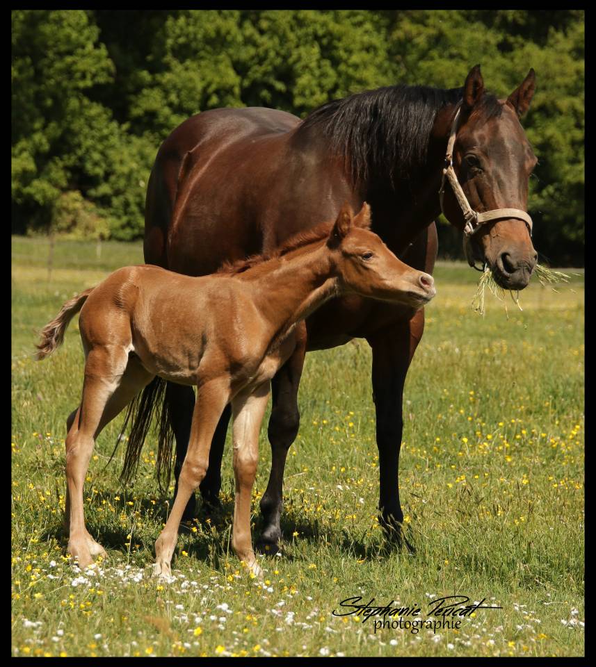 Poulinière quarter horse 