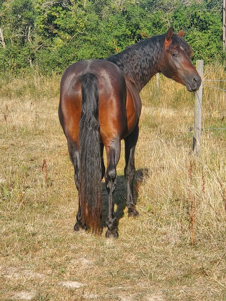 ETALON CONNEMARA - maxi D