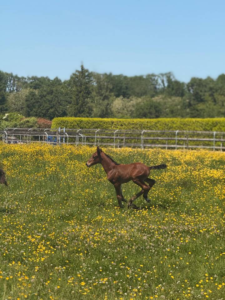  pouliche BALOU DU REVENTON X FOR PLEASURE