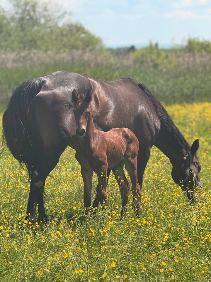  pouliche BALOU DU REVENTON X FOR PLEASURE