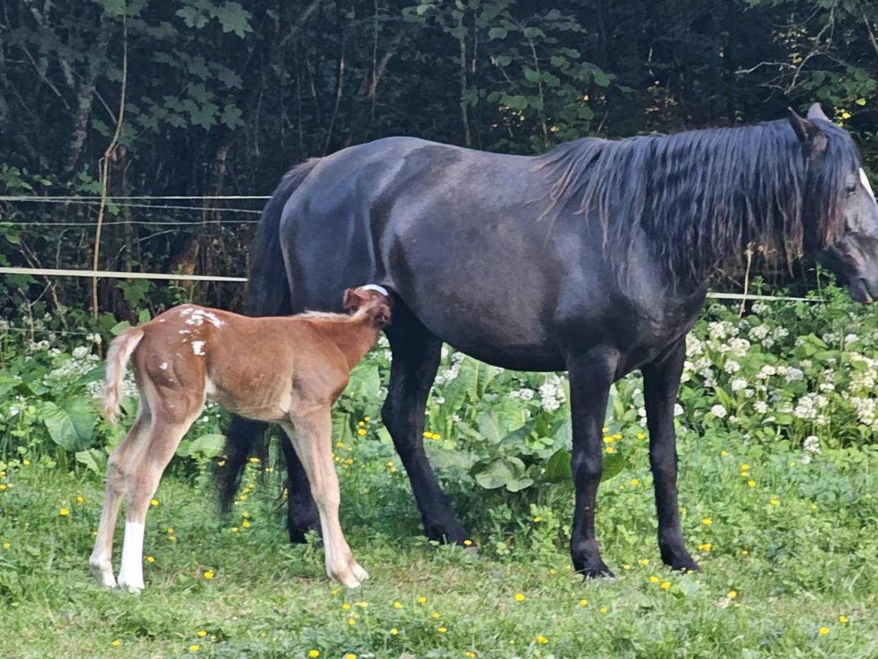 À réserver poulain appaloosa 