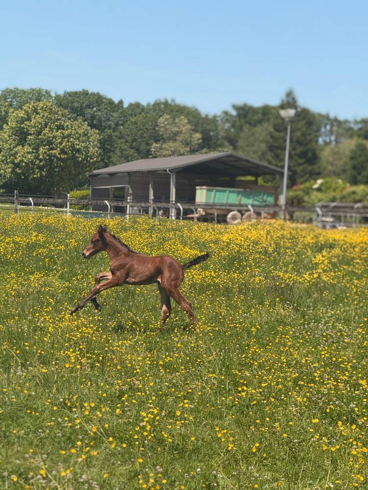 Pouliche par Balou du Reventon 