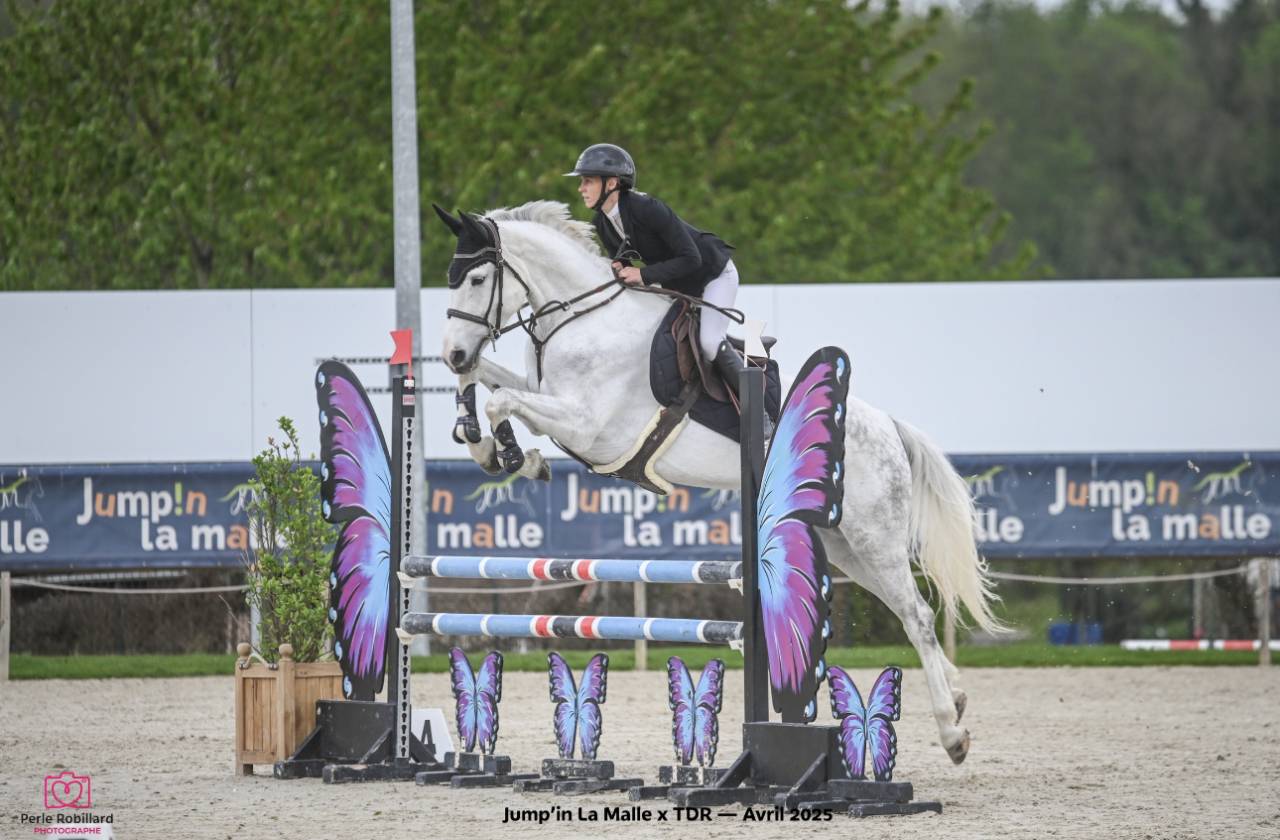 Jument Zangershied 7 ans 