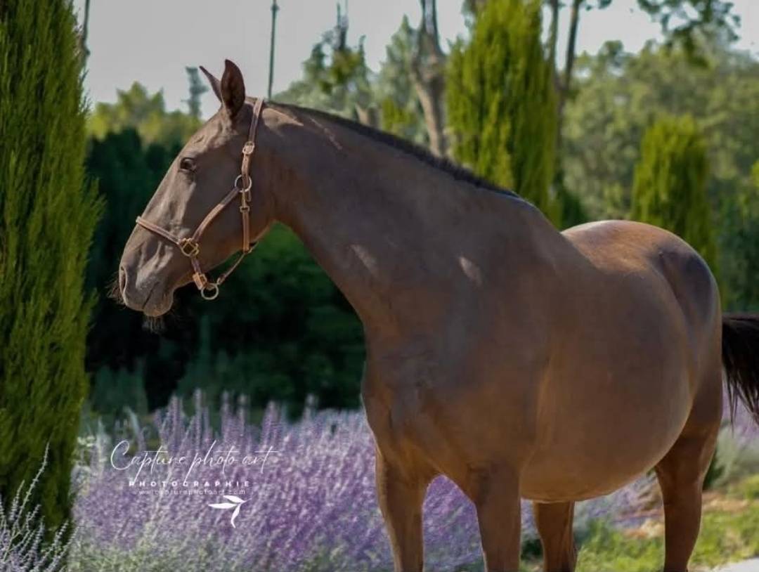 Pouliniere pp lusitanien 