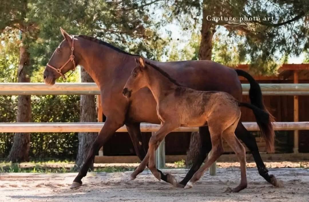 Pouliniere pp lusitanien 