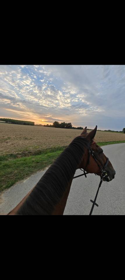 Pension pr&eacute; pour chevaux 