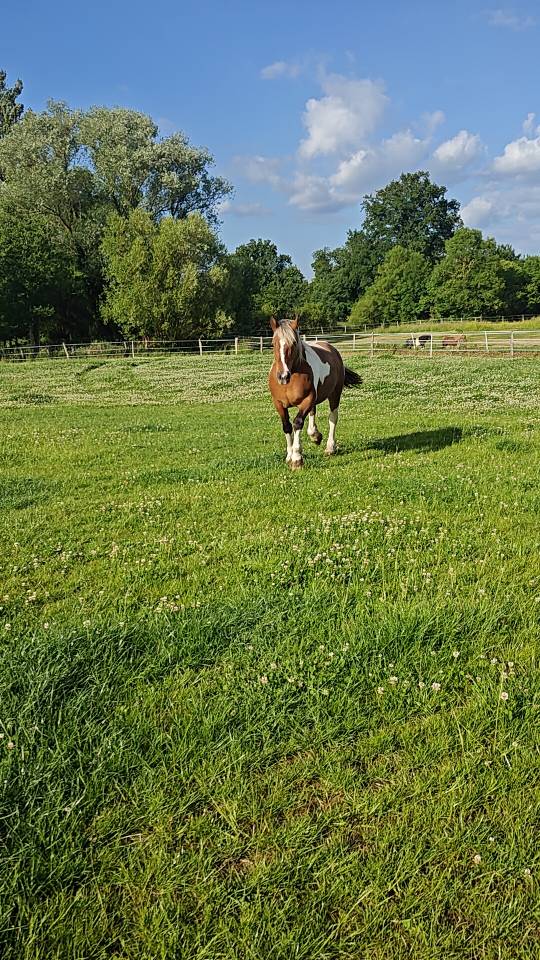 Pension pré pour chevaux 