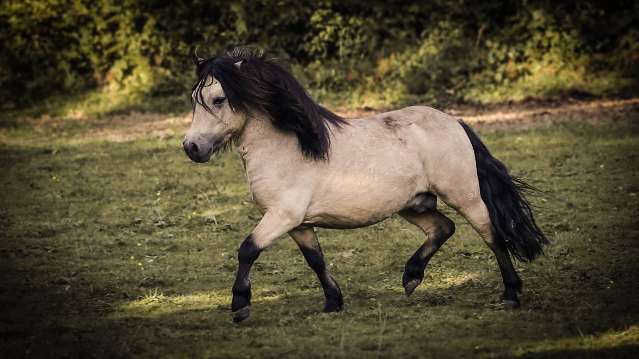 Etalon shetland grand standard 