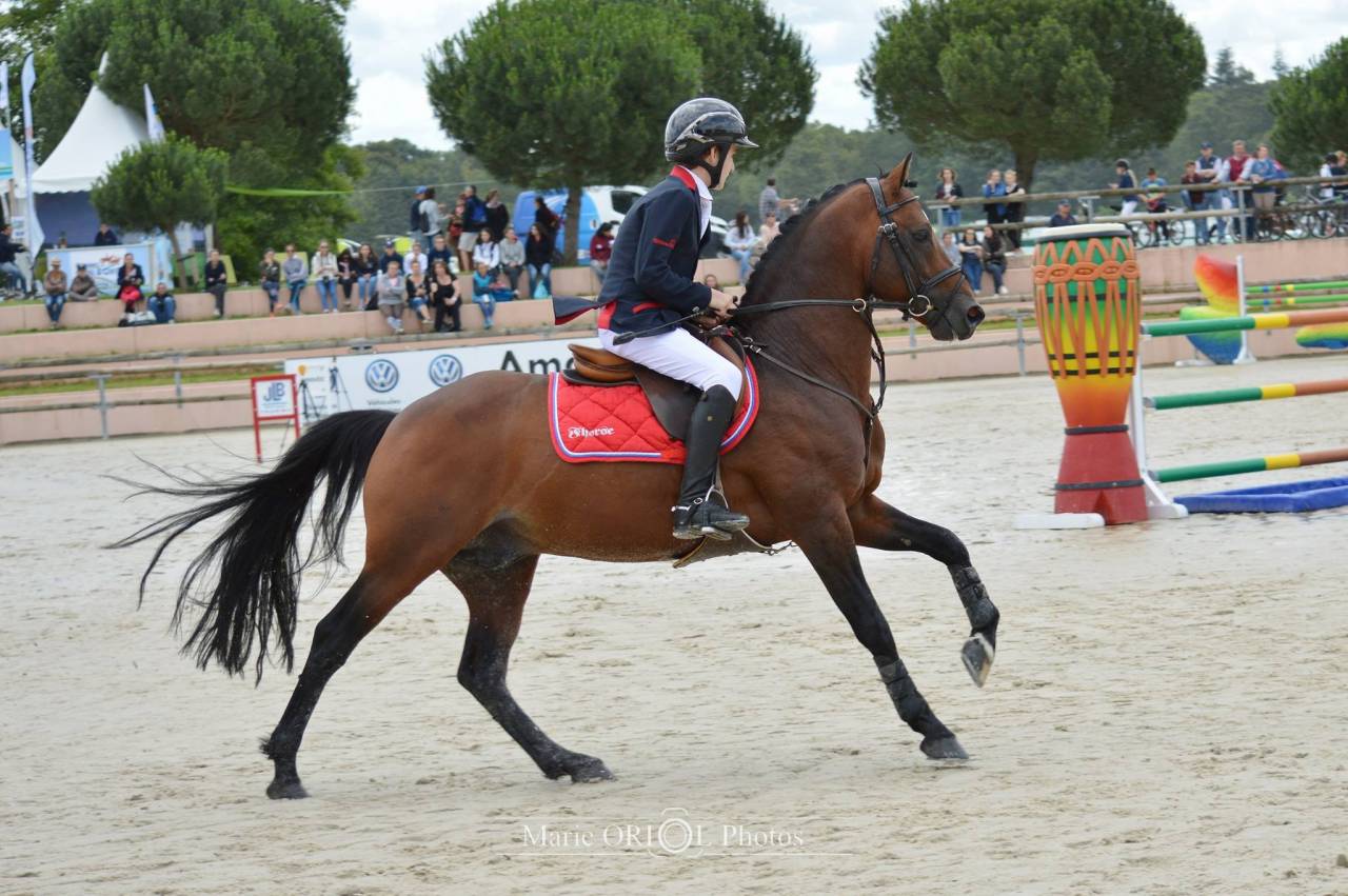 Vaguely Noble Haryns Saillie étalon PFS