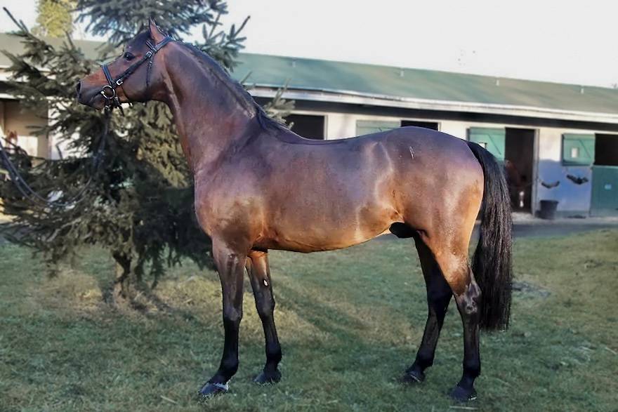 Vaguely Noble Haryns Saillie étalon PFS