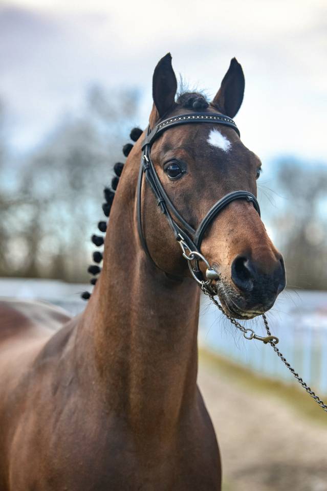 Vaguely Noble Haryns Saillie étalon PFS