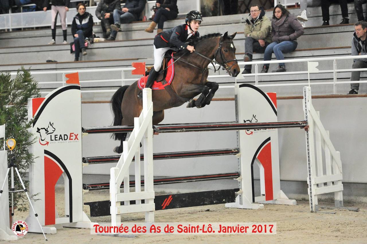 Vaguely Noble Haryns Saillie étalon PFS