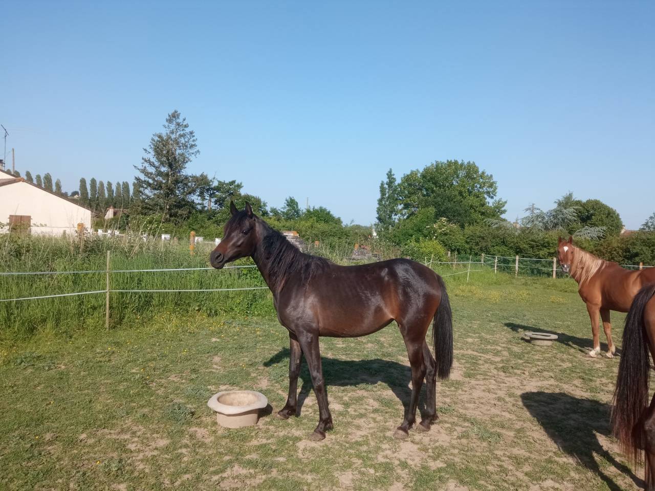 Pouliche psa 