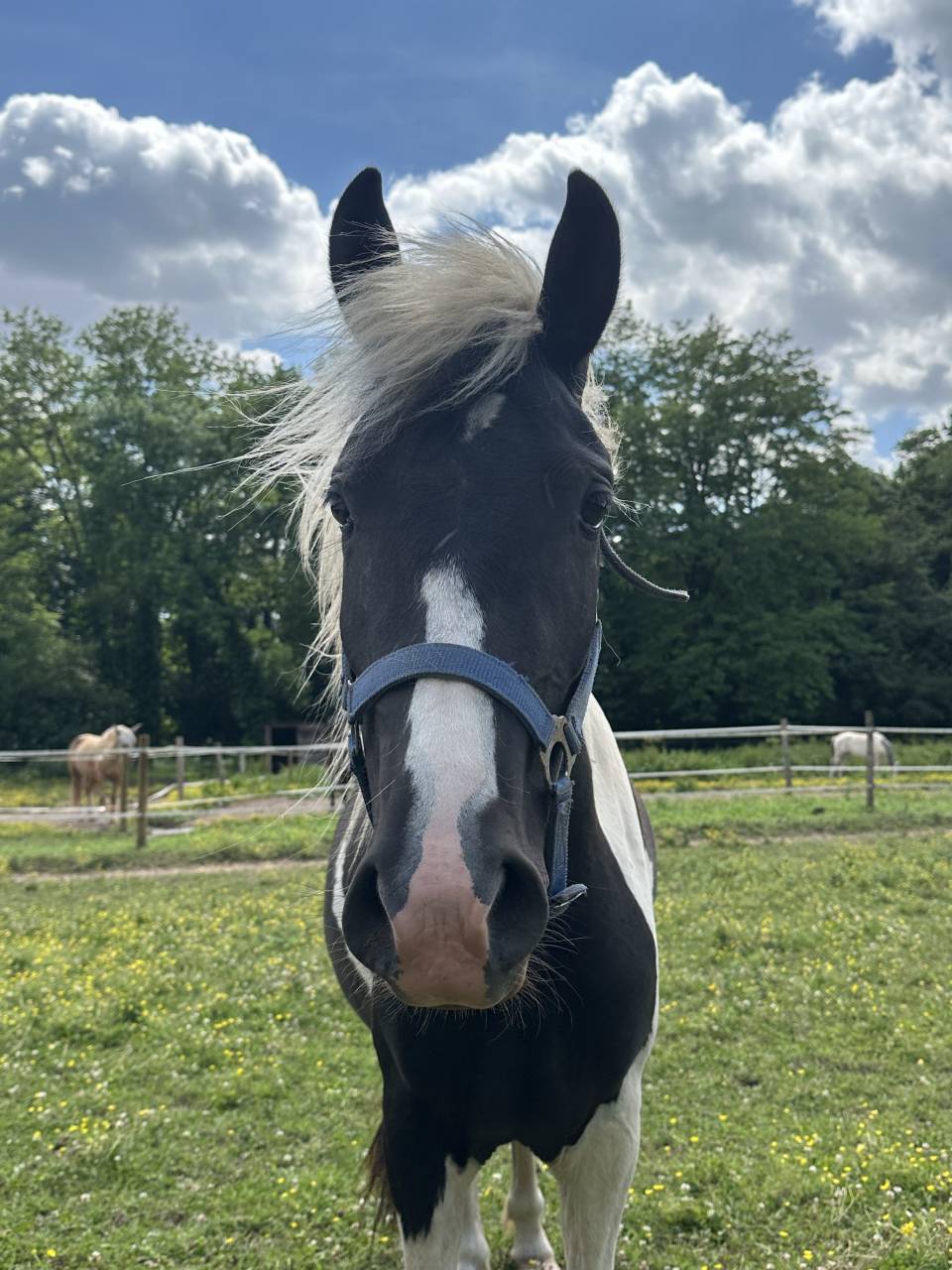PONETTE PIE