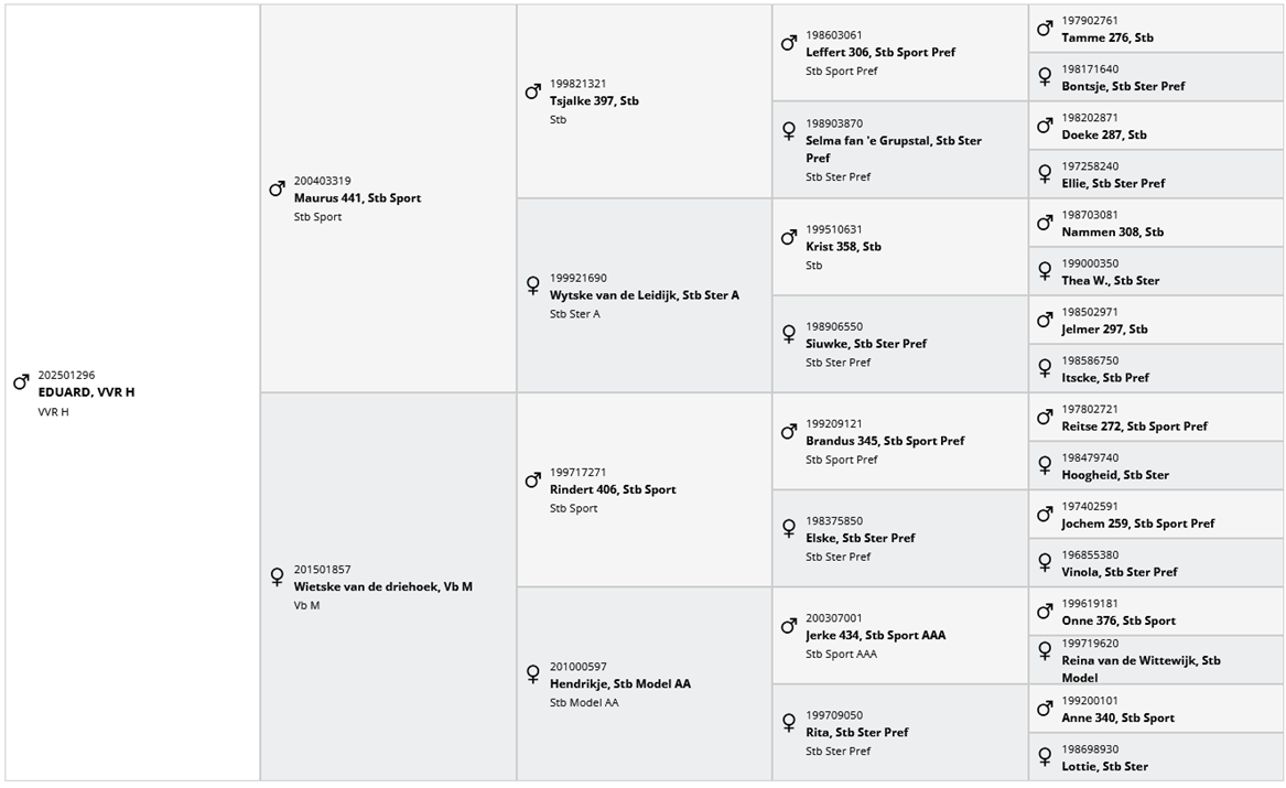 Poulain frison PP MAURUS 441 X RINDERT 406
