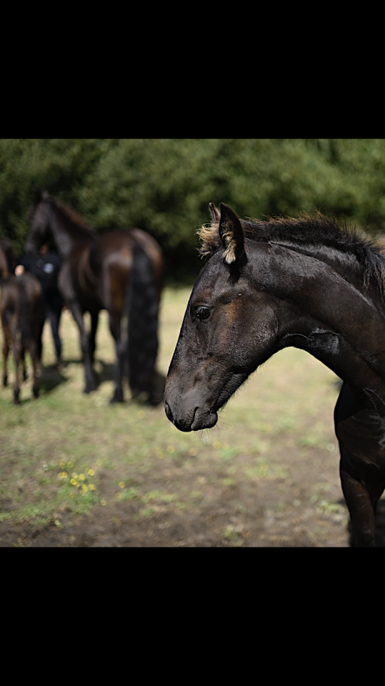 Poulain frison PP MAURUS 441 X RINDERT 406