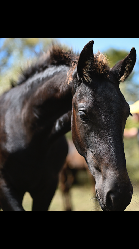 Poulain frison PP MAURUS 441 X RINDERT 406