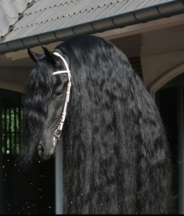 Pouliche frison PP EPKE 474 X AAN 416