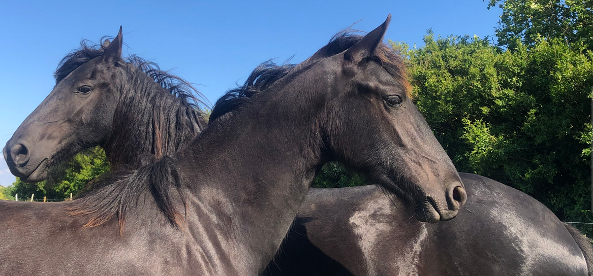 Pouliche frison PP