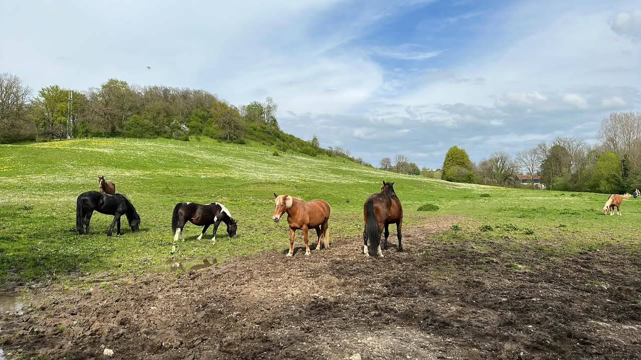 Écurie de propriétaires 